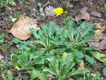 2 specie o 2 sottospecie di Hypochoeris radicata